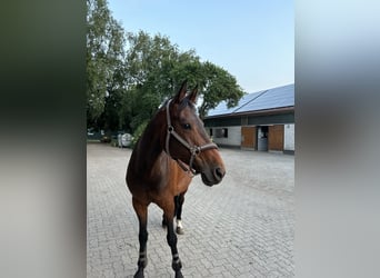 Hannoveraner, Stute, 14 Jahre, 167 cm, Dunkelbrauner