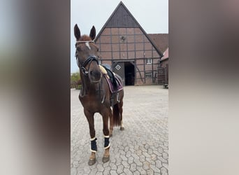 Hannoveraner, Stute, 14 Jahre, 167 cm, Dunkelfuchs