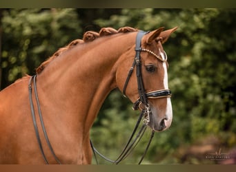 Hannoveraner, Stute, 14 Jahre, 167 cm, Fuchs