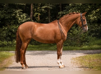 Hannoveraner, Stute, 14 Jahre, 167 cm, Fuchs