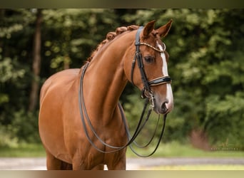 Hannoveraner, Stute, 14 Jahre, 167 cm, Fuchs