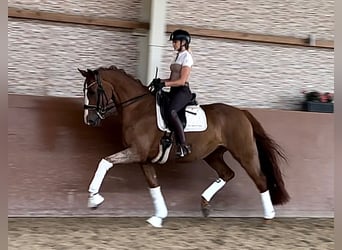 Hannoveraner, Stute, 14 Jahre, 167 cm, Fuchs