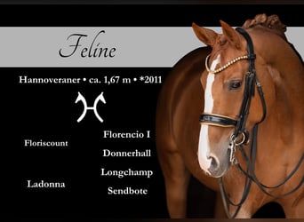 Hannoveraner, Stute, 14 Jahre, 167 cm, Fuchs