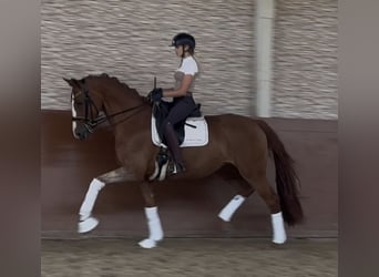 Hannoveraner, Stute, 14 Jahre, 167 cm, Fuchs