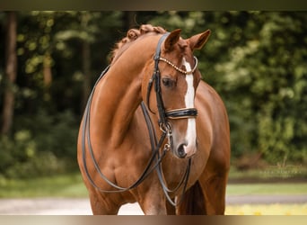 Hannoveraner, Stute, 14 Jahre, 167 cm, Fuchs