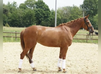 Hannoveraner, Stute, 14 Jahre, 167 cm, Fuchs