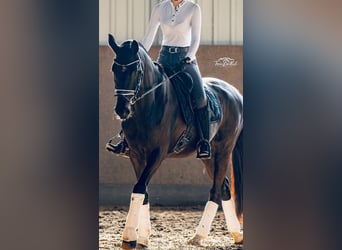 Hannoveraner, Stute, 14 Jahre, 167 cm, Rappe