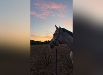 Hannoveraner, Stute, 14 Jahre, 167 cm, Schimmel