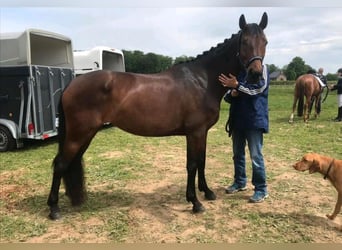 Hannoveraner, Stute, 14 Jahre, 167 cm, Schwarzbrauner