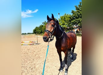 Hannoveraner, Stute, 14 Jahre, 168 cm, Brauner