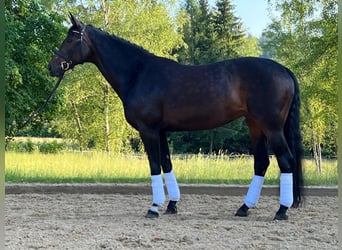 Hannoveraner, Stute, 14 Jahre, 168 cm, Dunkelbrauner