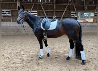 Hannoveraner, Stute, 14 Jahre, 168 cm, Dunkelbrauner