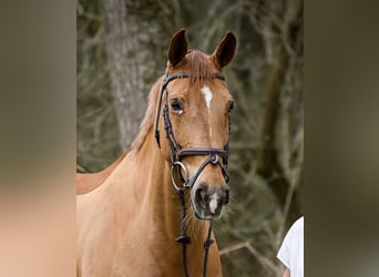 Hannoveraner, Stute, 14 Jahre, 168 cm, Fuchs