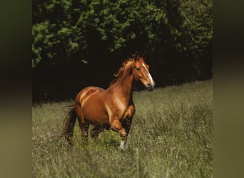 Hannoveraner, Stute, 14 Jahre, 168 cm, Fuchs