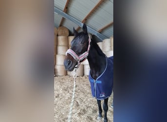 Hannoveraner, Stute, 14 Jahre, 168 cm, Schwarzbrauner