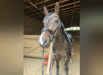 Hannoveraner, Stute, 14 Jahre, 169 cm, Brauner