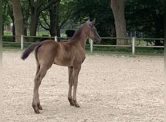 Hannoveraner, Stute, 14 Jahre, 169 cm, Rappe