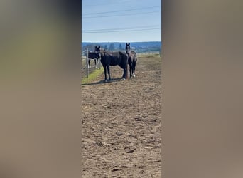 Hannoveraner, Stute, 14 Jahre, 170 cm