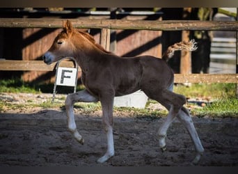 Hannoveraner, Stute, 14 Jahre, 170 cm, Fuchs
