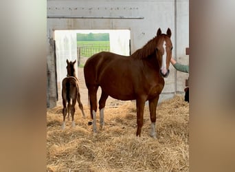 Hannoveraner, Stute, 14 Jahre, 170 cm, Fuchs