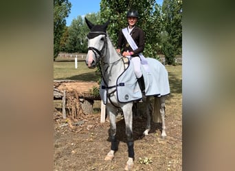 Hannoveraner, Stute, 14 Jahre, 170 cm, Schimmel