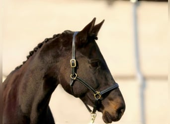 Hannoveraner, Stute, 14 Jahre, 170 cm, Schwarzbrauner