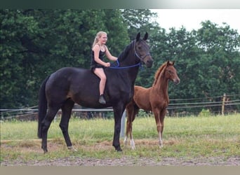 Hannoveraner, Stute, 14 Jahre, 171 cm, Dunkelbrauner