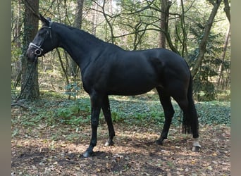 Hannoveraner, Stute, 14 Jahre, 171 cm, Dunkelbrauner