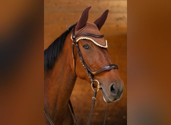 Hannoveraner, Stute, 14 Jahre, 172 cm, Dunkelbrauner