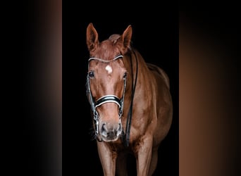 Hannoveraner, Stute, 14 Jahre, 173 cm, Dunkelfuchs