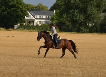 Hannoveraner, Stute, 14 Jahre, 174 cm, Brauner