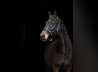 Hannoveraner, Stute, 14 Jahre, 175 cm, Brauner