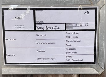 Hannoveraner, Stute, 14 Jahre, 175 cm, Brauner