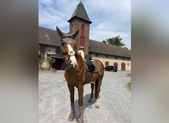 Hannoveraner, Stute, 14 Jahre, 175 cm