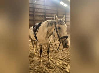 Hannoveraner, Stute, 14 Jahre, 176 cm, Schimmel