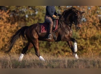 Hannoveraner, Stute, 14 Jahre, 177 cm, Dunkelbrauner