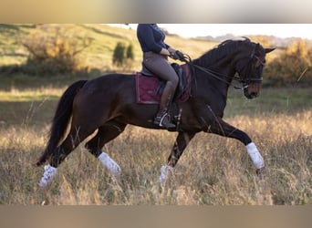 Hannoveraner, Stute, 14 Jahre, 177 cm, Dunkelbrauner