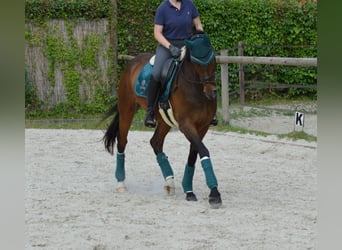 Hannoveraner, Stute, 14 Jahre, 177 cm, Dunkelbrauner