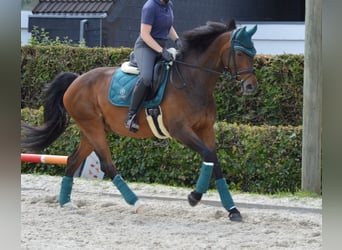 Hannoveraner, Stute, 14 Jahre, 177 cm, Dunkelbrauner