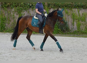 Hannoveraner, Stute, 14 Jahre, 177 cm, Dunkelbrauner