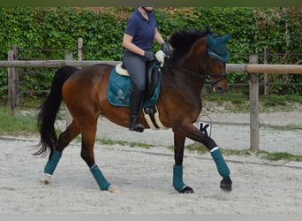 Hannoveraner, Stute, 14 Jahre, 177 cm, Dunkelbrauner