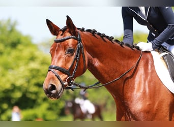 Hannoveraner, Stute, 14 Jahre, Brauner