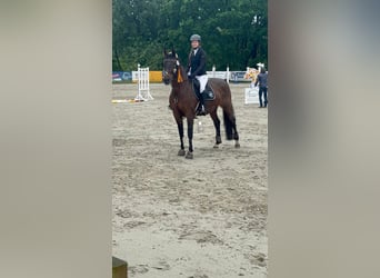 Hannoveraner, Stute, 15 Jahre, 162 cm, Brauner