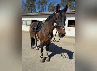 Hannoveraner, Stute, 15 Jahre, 162 cm, Brauner