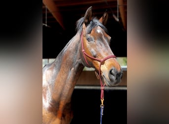 Hannoveraner, Stute, 15 Jahre, 163 cm, Brauner