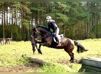 Hannoveraner, Stute, 15 Jahre, 163 cm, Brauner