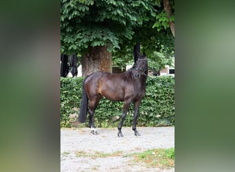 Hannoveraner, Stute, 15 Jahre, 163 cm, Dunkelbrauner