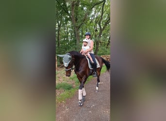 Hannoveraner, Stute, 15 Jahre, 163 cm, Dunkelbrauner