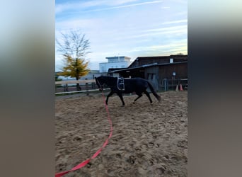 Hannoveraner, Stute, 15 Jahre, 163 cm, Dunkelbrauner