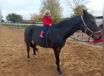 Hannoveraner, Stute, 15 Jahre, 163 cm, Dunkelbrauner